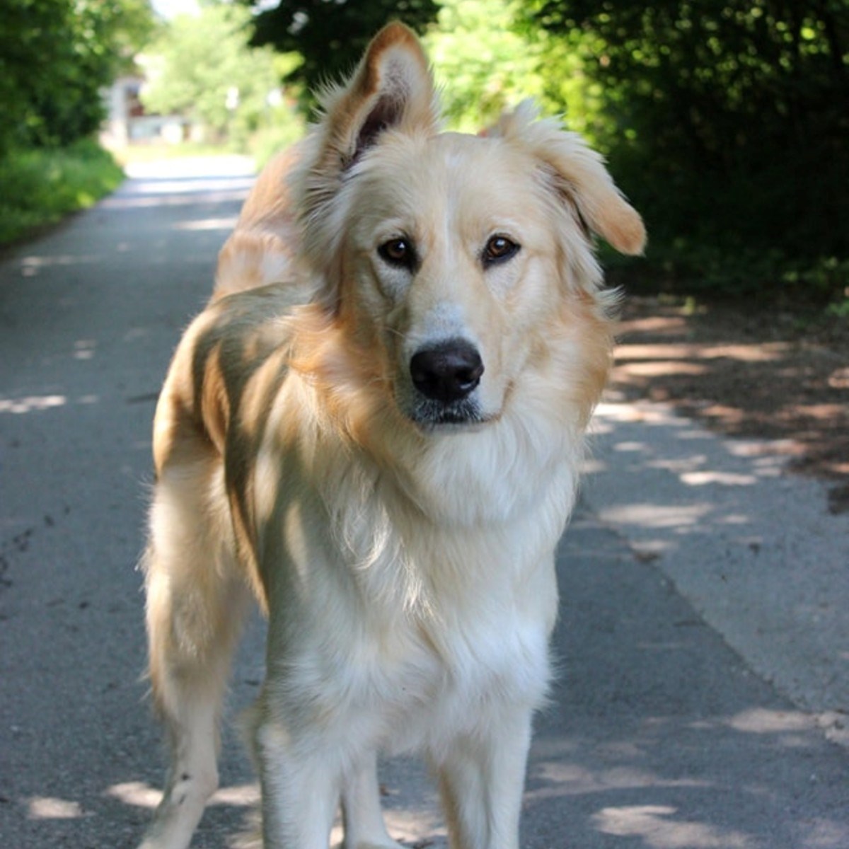 Bailey hitno traži novi dom. Poslušan je u šetnji, voli se maziti i pravi je šarmer