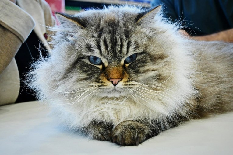 Prema novoj rezoluciji u cijeloj EU sada je obavezno čipiranje mačaka