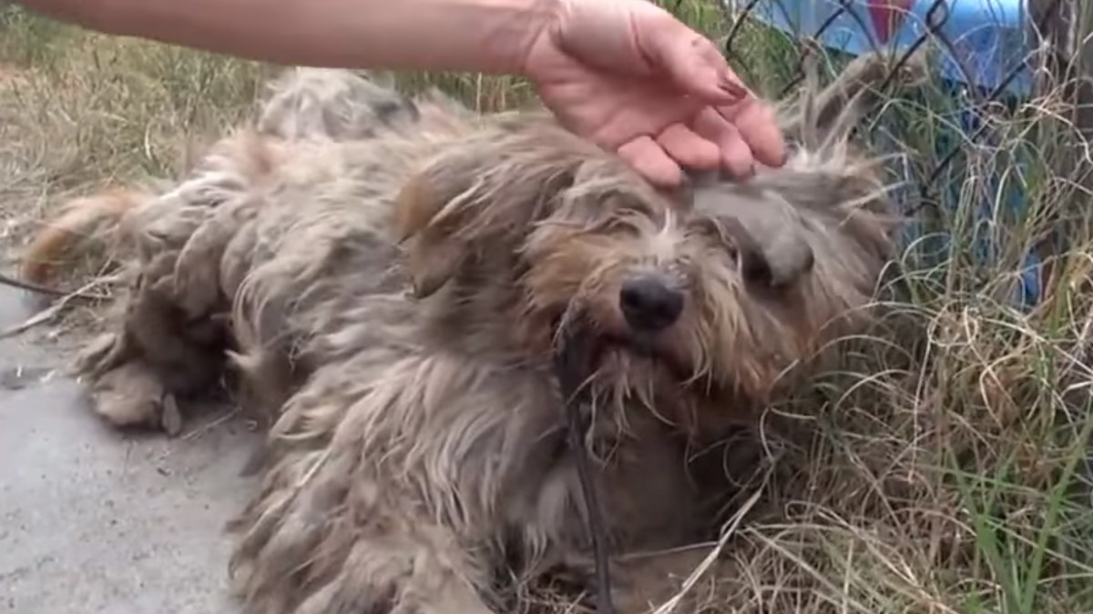 Život je proveo na ulici, nije znao što je ljubav, pažnja i igra