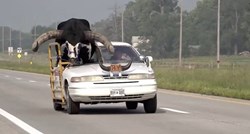 Policija zaustavila vozača jer je na suvozačkom mjestu vozio bika s ogromnim rogovima