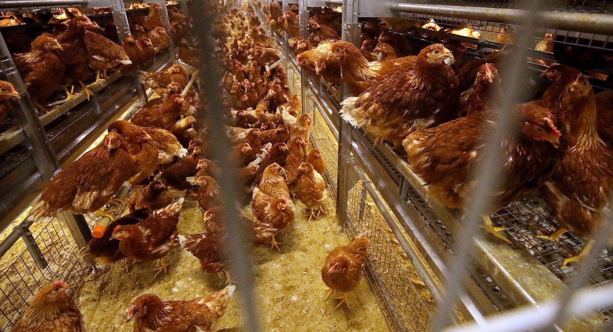 U Hrvatskoj proizvođačka cijena žita od lani pala za 41%, cijena jaja porasla za 27%