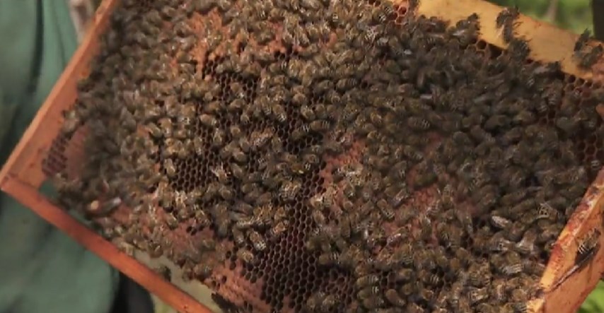Gotova istraga o pomoru pčela