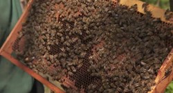 Veliki pomor pčela u dijelovima Hrvatske