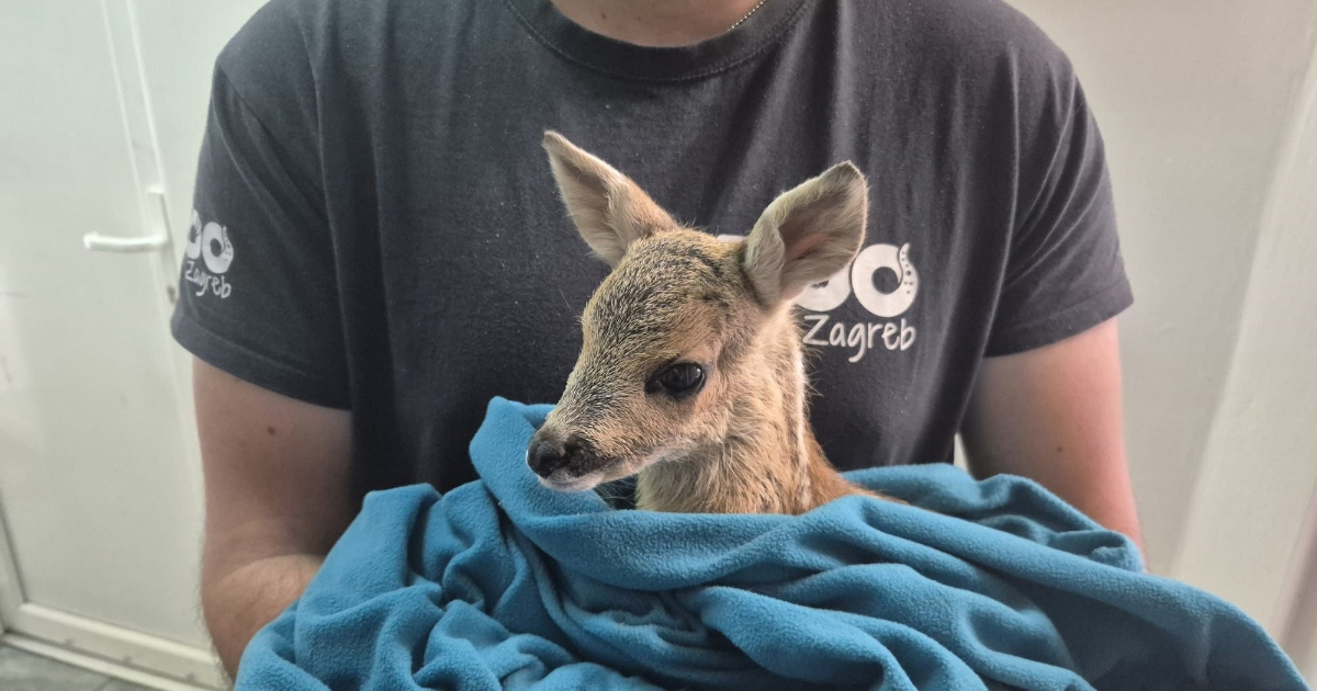 Zoološki vrt Zagreb upozorava: Ne dirajte lanad i ne nosite ih iz prirode