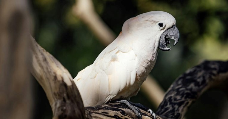 Kakadu pjeva serenadu mački, pjesmom je oduševio internet