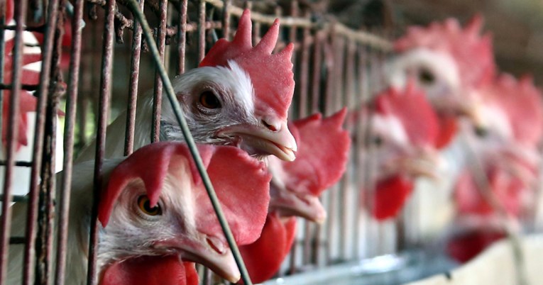 Poljska i Kina potpisale sporazum o izvozu peradi