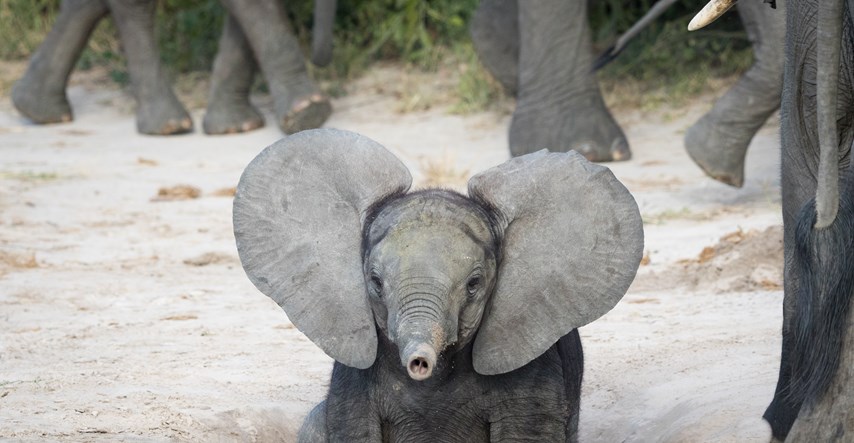 Zoološki vrt prenosio uživo rođenje slonića kojeg su nazvali Zoom