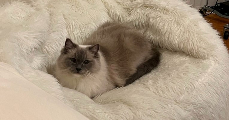 Žena udomila mačku nakon useljenja u prvi stan, uslijedilo je neočekivano iznenađenje