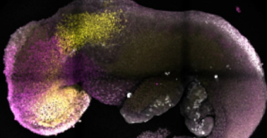Znanstvenici stvorili umjetne embrije miša koji su sami razvili mozak i srčano tkivo