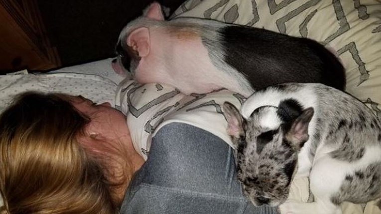 Par je udomio svinju kao kućnog ljubimca, ona sada spava s njima u krevetu