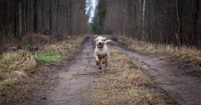 Hitno odvedite svog psa veterinaru ako uočite ove simptome nakon šetnje