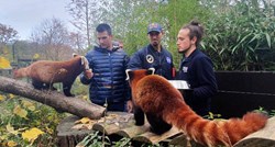 Slatke crvene pande iz zagrebačkog zoo vrta zvat će se Dudek i Regica