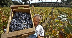 Europska komisija: Ove godine očekujemo pad proizvodnje vina