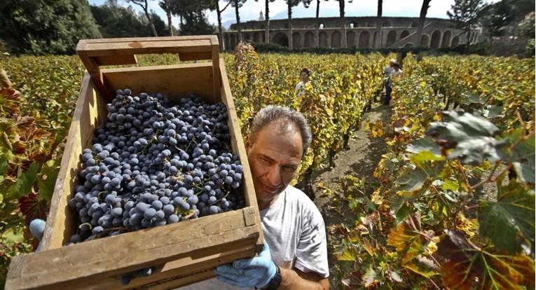 Očekuje se pad proizvodnje vina u EU, Italija neće biti najveći svjetski proizvođač