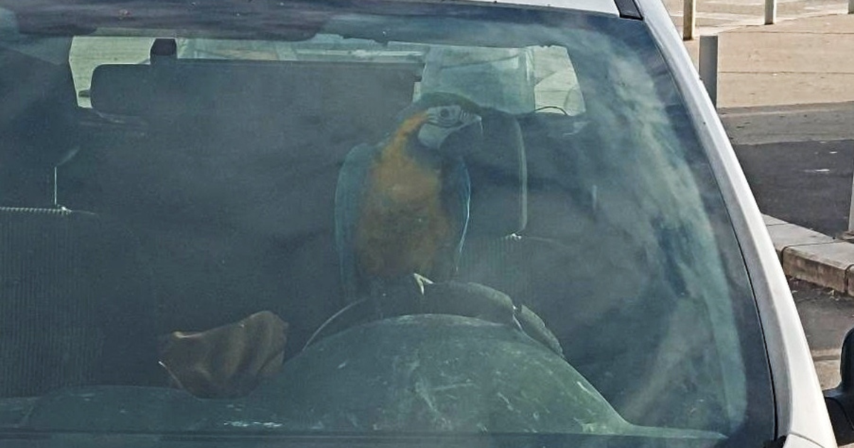 Jeste li ikad vidjeli ovakvog vozača? U Splitu snimljena papiga za volanom