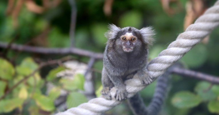 Otkrivena napredna komunikacija: Marmoseti daju imena jedni drugima