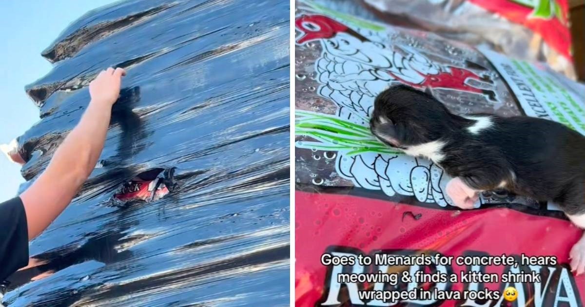 Bračni par je kupovao beton, a onda je na paleti ugledao nešto neočekivano