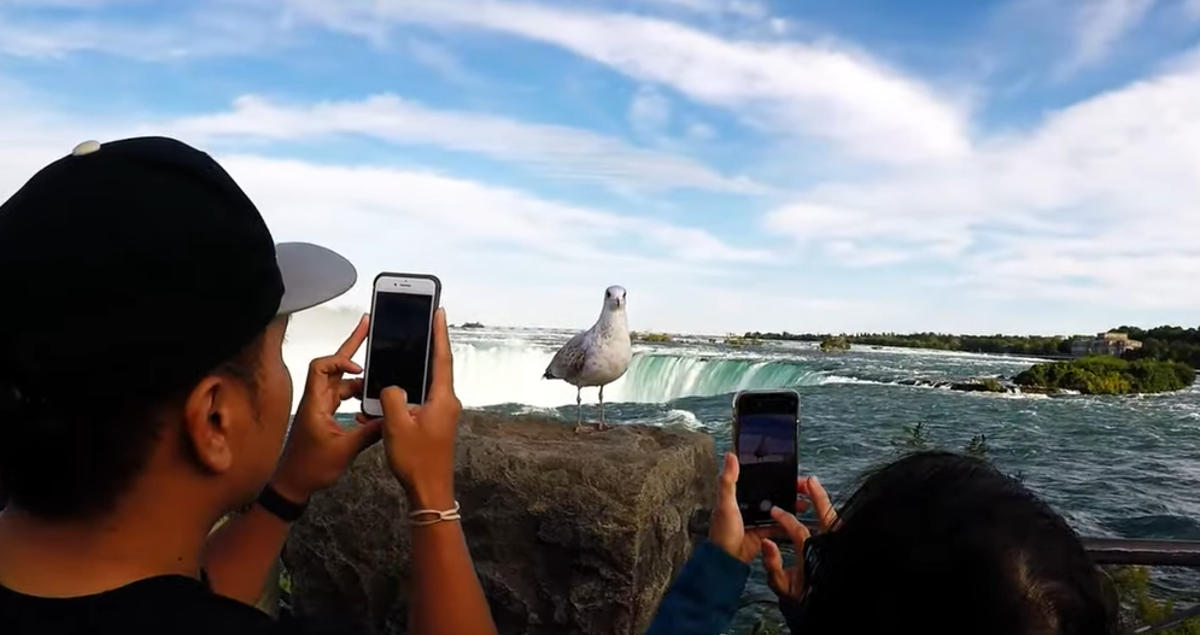 I galebovi znaju biti simpatični i dobri, ovaj je začudio cijeli svijet