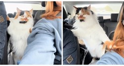 Vlasnici odveli mačku na prvu vožnju autom, nisu bili spremni na njezinu reakciju