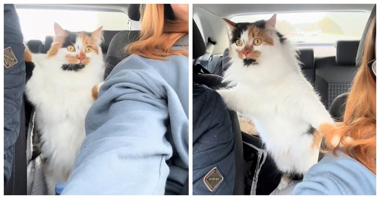 Vlasnici odveli mačku na prvu vožnju autom, nisu bili spremni na njezinu reakciju