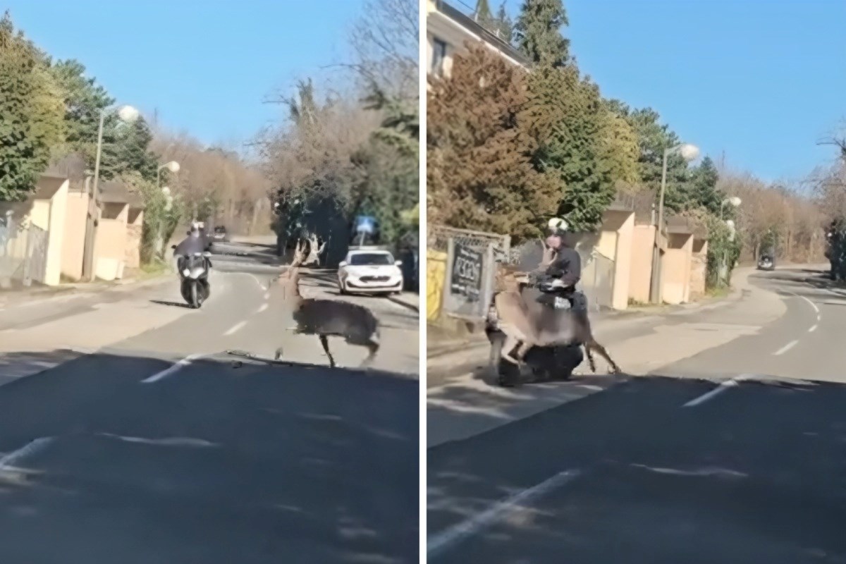 VIDEO Jelen se na Pantovčaku zabio u skuter, objavljena snimka