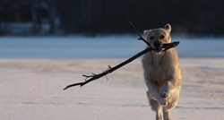 VIDEO Psi obožavaju loviti i donositi štapove. Što su veći, to je bolja zabava
