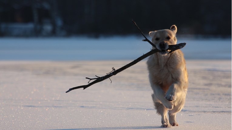 VIDEO Psi obožavaju loviti i donositi štapove. Što su veći, to je bolja zabava