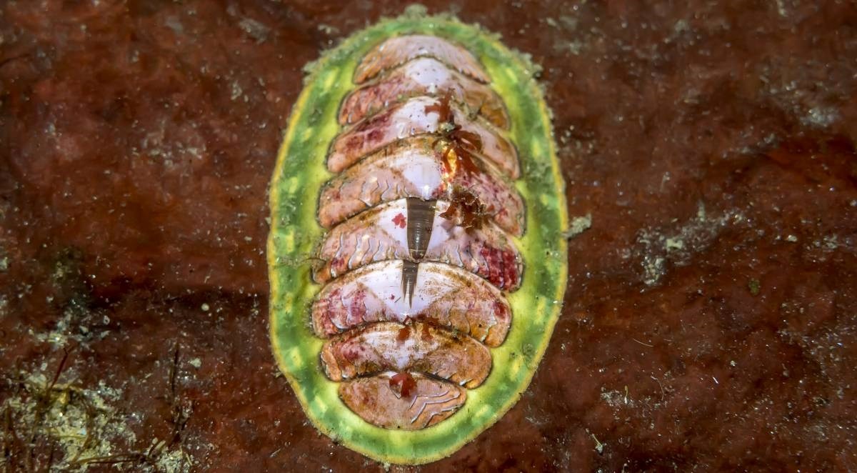 Riješen misterij morskog stvorenja koje je razvilo oči po cijelom oklopu