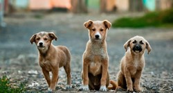 Hrvatska veterinarka o koronavirusu: Evo što se događa s ljubimcima u Kini
