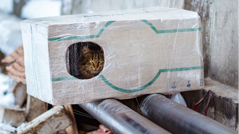 VIDEO Napuštene mačke trebaju vašu pomoć. Napravite im zimske kućice