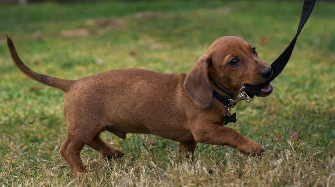 Kako naučiti štene pravilno hodati na povodcu
