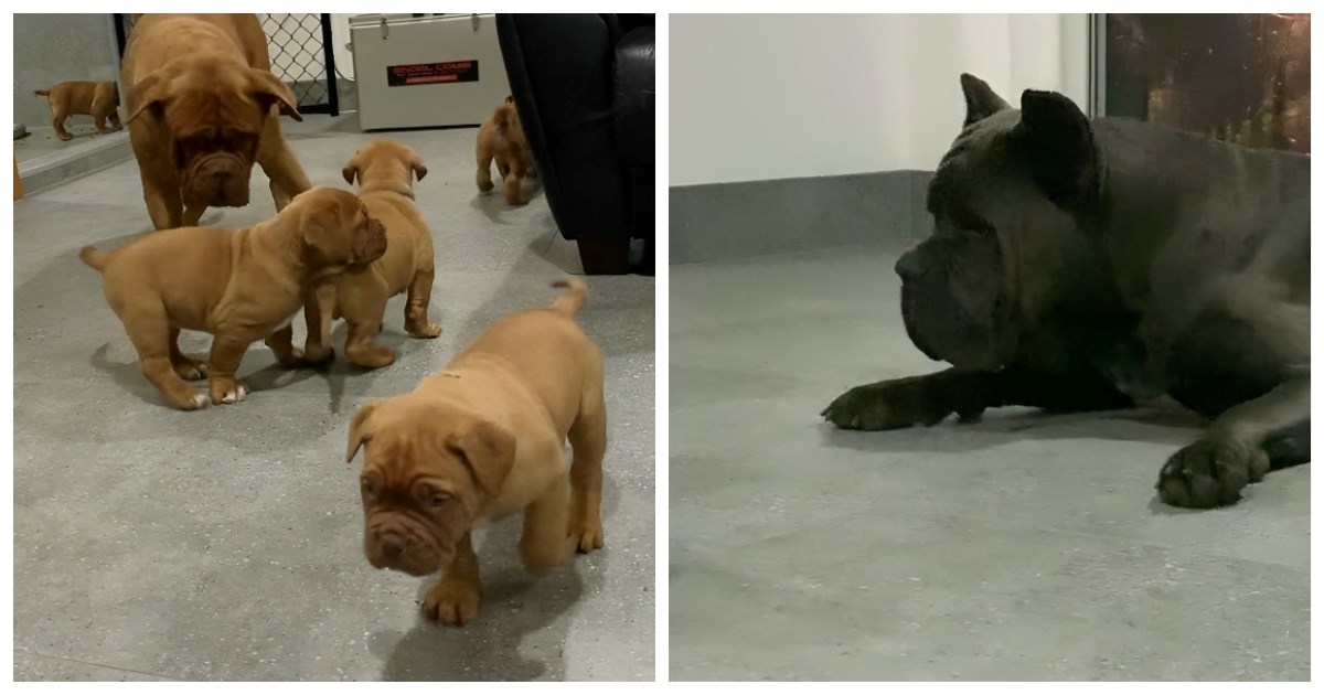 Pogledajte što je ovaj Cane Corso učinio kada mu se približio štenac