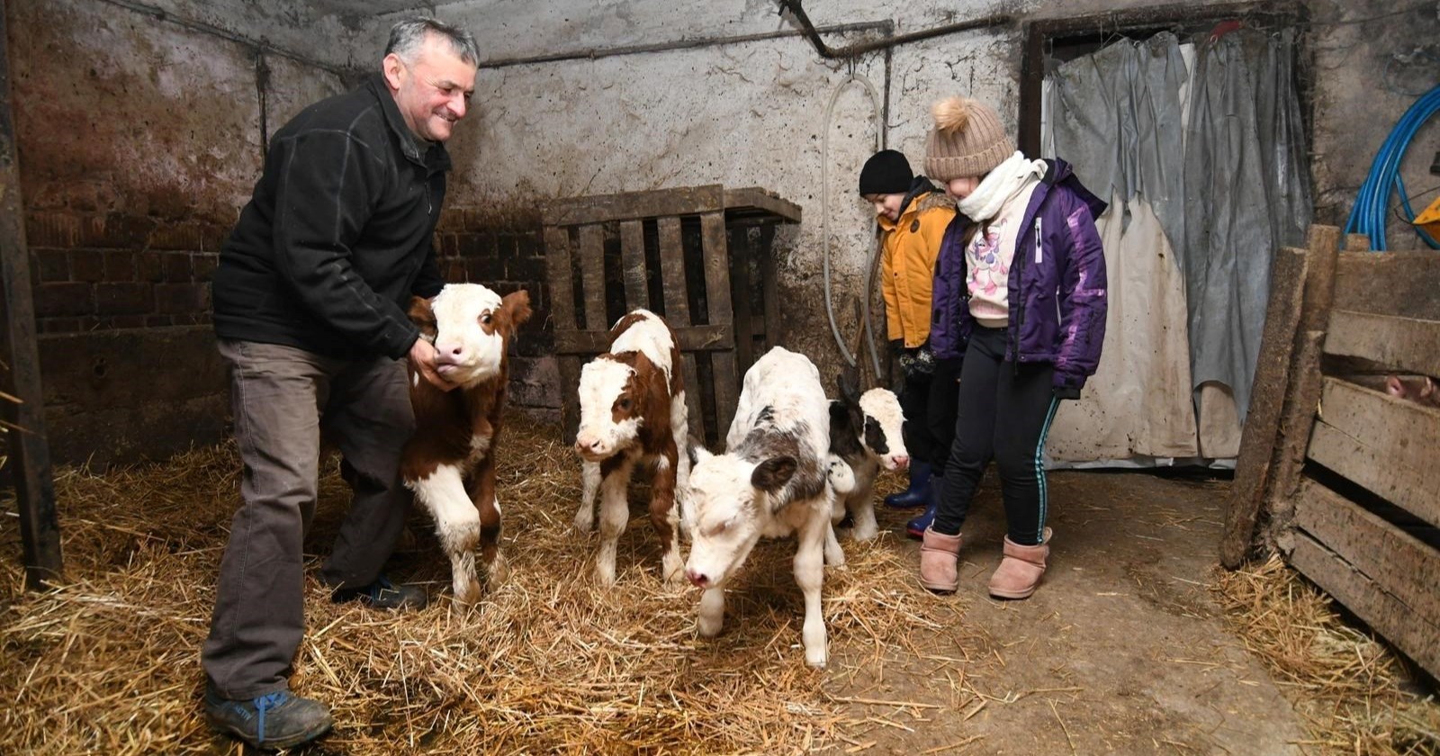 Nevjerojatan događaj na OPG-u kod Bjelovara: Četiri krave otelile 8 telića u 7 dana