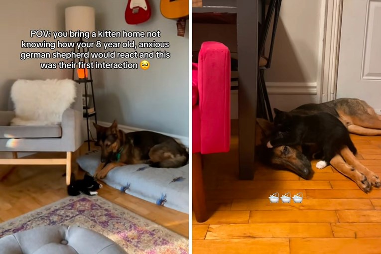 Njemački ovčar prvi put susreo mačića, njegova reakcija je sve