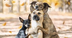 Preslatki video u kojem psi rekreiraju poze sa starih fotki ima 10 milijuna pregleda