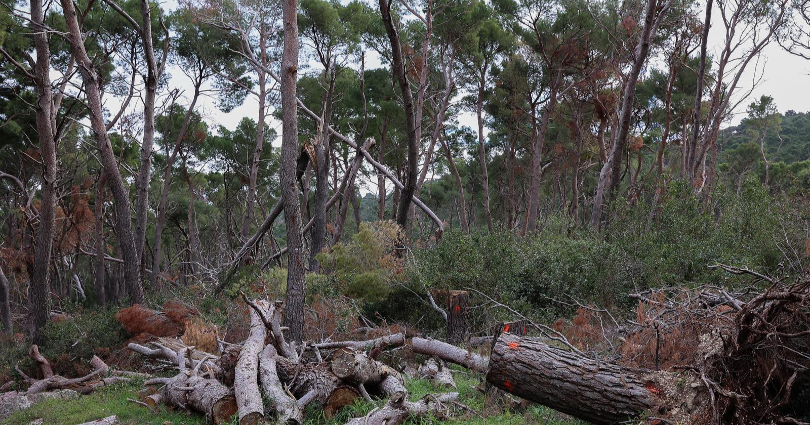 Splićanin ilegalno bacao građevinski otpad i azbest, posjekao i dio šume