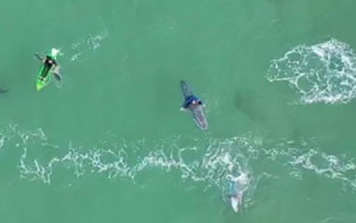 Dron otkrio koliko su blizak susret surferi imali s velikom bijelom psinom