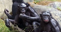 Zoološki vrt u Americi cijepio devet majmuna protiv korone, ušli su u povijest