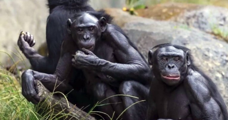 Zoološki vrt u Americi cijepio devet majmuna protiv korone, ušli su u povijest