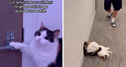 VIDEO Mačka se zaljubila u svog susjeda, pogledajte kako se ponaša kad ga ugleda