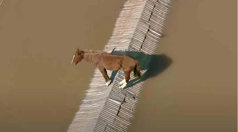 VIDEO Konj snimljen na krovu potopljene kuće u Brazilu: "Pokušat ćemo ga spasiti"