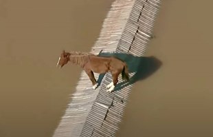 VIDEO Konj snimljen na krovu potopljene kuće u Brazilu