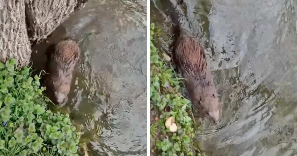 Dabar koji je nedavno pronađen na cesti u Zagrebu pušten je na slobodu