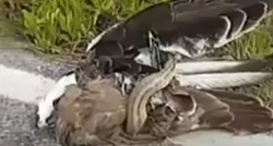 VIDEO Borba orla i zmije dobila neočekivan rasplet