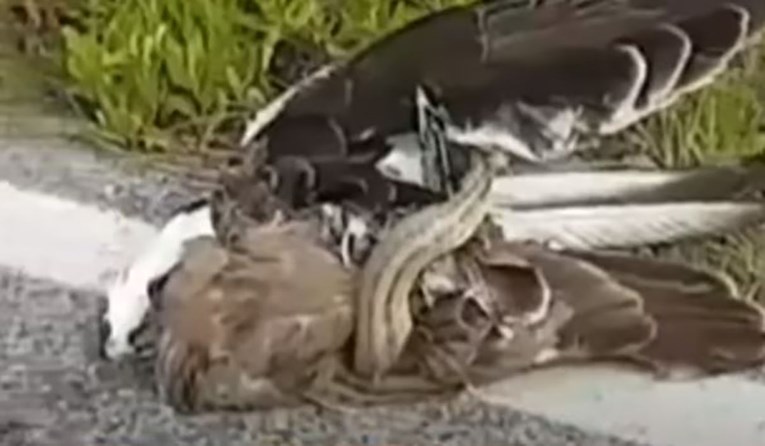 VIDEO Borba orla i zmije dobila neočekivan rasplet