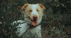 Općina Pisarovina financirat će mikročipiranje pasa
