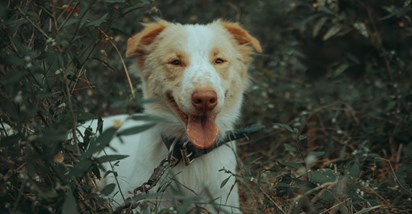 Općina Pisarovina financirat će mikročipiranje pasa
