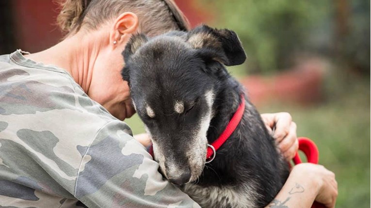 Pas Marfi koji živi u azilu donirao krv otrovanoj kujici i spasio joj život