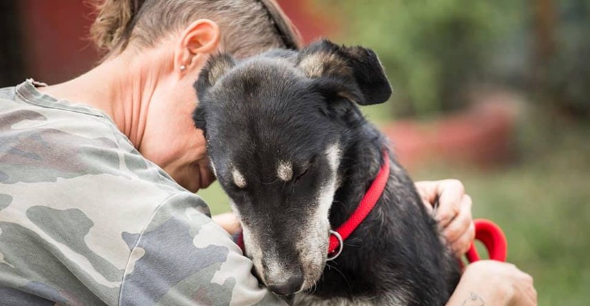 Pas Marfi koji živi u azilu donirao krv otrovanoj kujici i spasio joj život