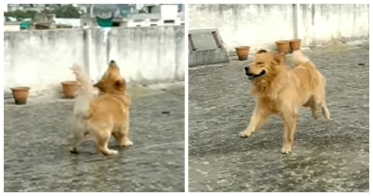 Terapijski pas oduševio društvene mreže svojim plesom na kiši